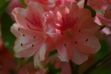 image of flower