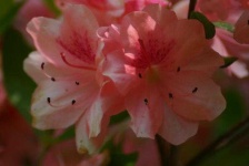 image of azalea #31