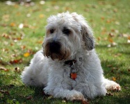 image of wheaten_terrier #8