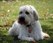 image of animal