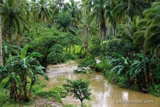 image of tropical_forest