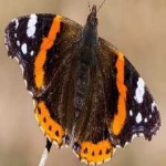 image of animal