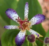 image of flower