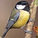image of bird