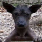 image of animal