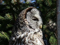 image of great_grey_owl