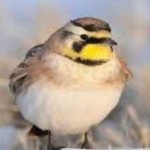 image of bird