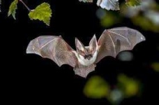 image of animal