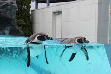 image of animal