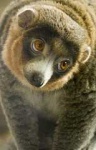 image of mongoose