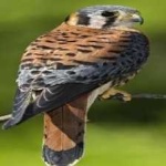 image of bird