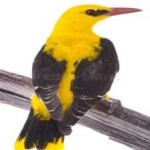 image of bird