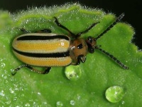 image of leaf_beetle