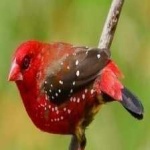 image of strawberry_finch #19