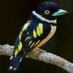 image of bird