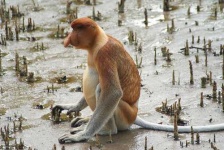 image of proboscis_monkey