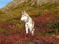 image of siberian_husky #10