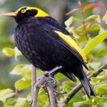 image of bird