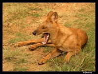 image of dhole