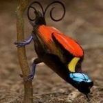 image of bird