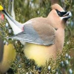 image of bird