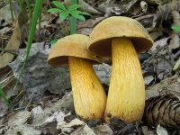 image of mushrooms