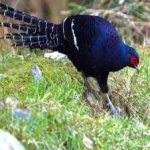 image of bird