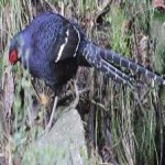 image of bird