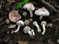 image of mushrooms