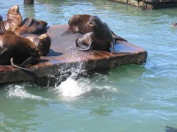 image of sea_lion