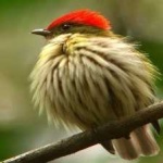 image of bird