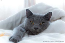 image of animal