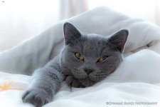 image of british_shorthair #21