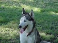 image of siberian_husky