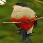 image of cuban_trogon #31