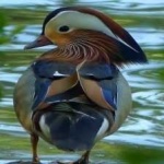 image of bird