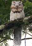 image of potoo