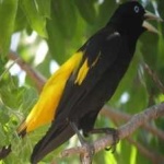 image of bird