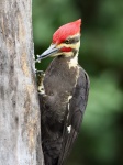 image of woodpecker #31