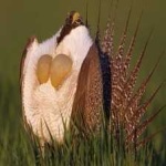 image of bird