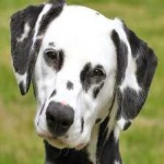 image of animal