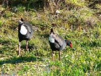 image of european_gallinule #26