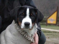 image of appenzeller