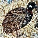 image of black_francolin #26