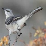 image of bird