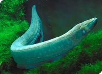 image of eel