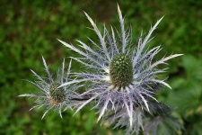 image of alpine_sea_holly #12