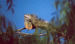 image of common_iguana