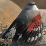 image of bird