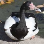 image of bird